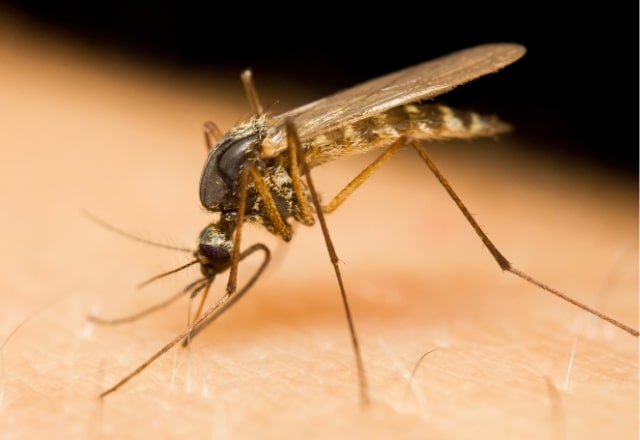 Does Dubai Have Mosquitoes? [8 Tips To Get Rid Of Them]
