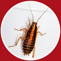 Cockroach Control