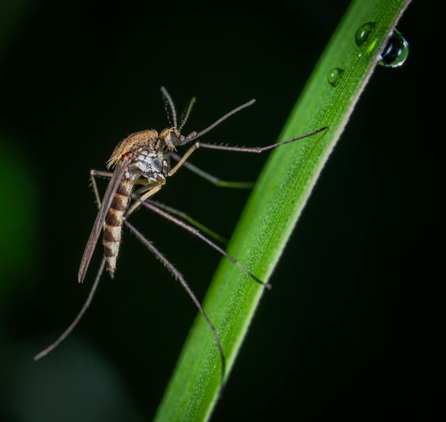 Dubai Pest Control: Guide To A Bug-Free 2024