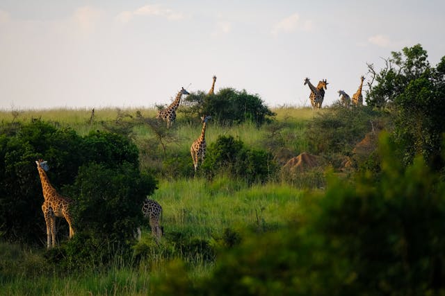 Dubai vs Uganda: Which One Is Bigger?